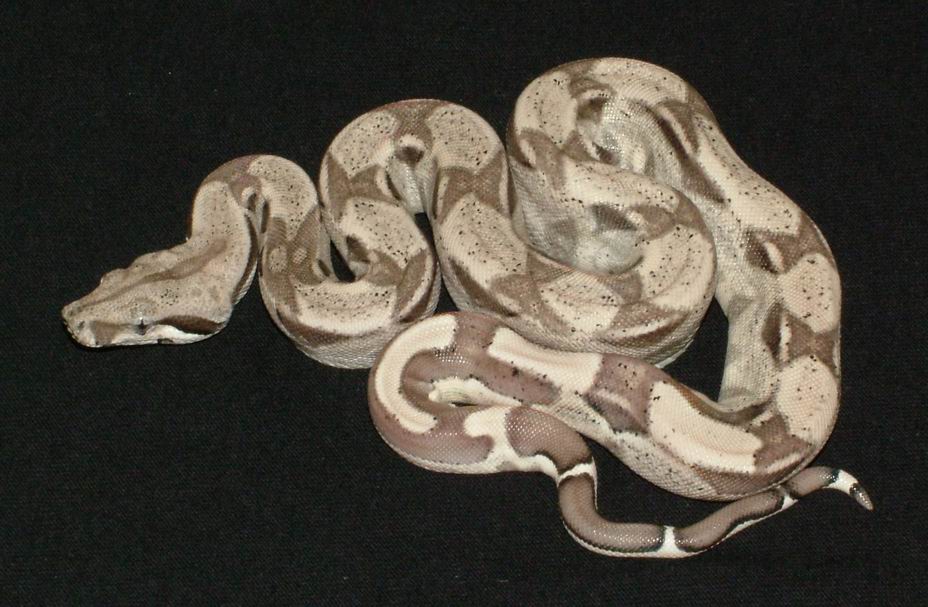Possible Super Ghost Colombian Boa Male #12